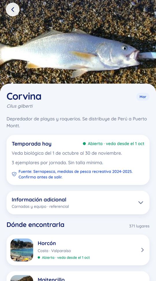 Ficha de la corvina con su temporada hoy y la veda del 1 de octubre